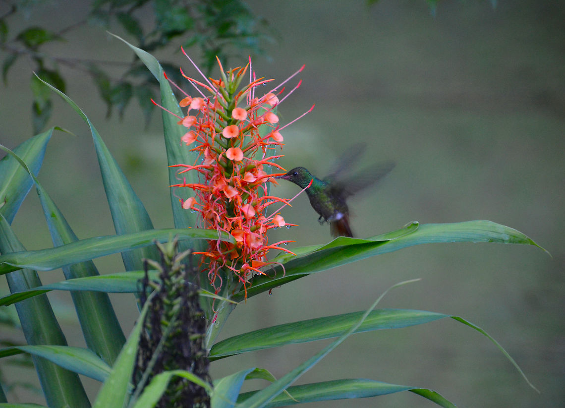 Rufous-tailed hummingbird - Amazilia tzacatl Garden near La Fortuna, Costa Rica Amazilia tzacatl,Costa Rica,Geotagged,Spring,rufous tailed hummingbird