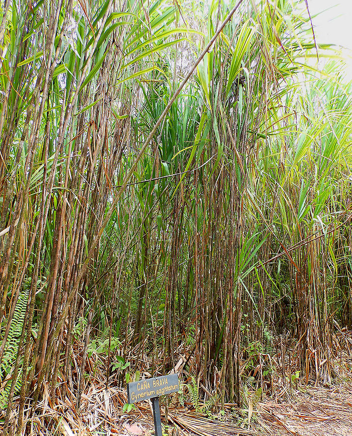 Ca&ntilde;a brava - Gynerium sagittatum About 4m tall or more!<br />
Seen in Arenal National Park, Costa Rica. Costa Rica,Geotagged,Gynerium,Gynerium sagittatum,Spring