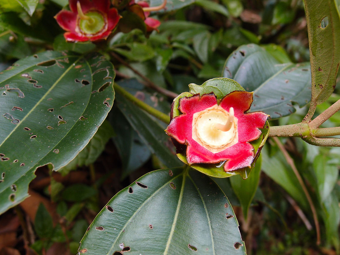 Blakea scarlatina Is a rare species of Melastomataceae seen in Arenal national park, Costa Rica. unfortunately the beautiful flowers had already lost their petals. Blakea scarlatina,Blakea scarlatina Almeda,Costa Rica,Geotagged,Spring