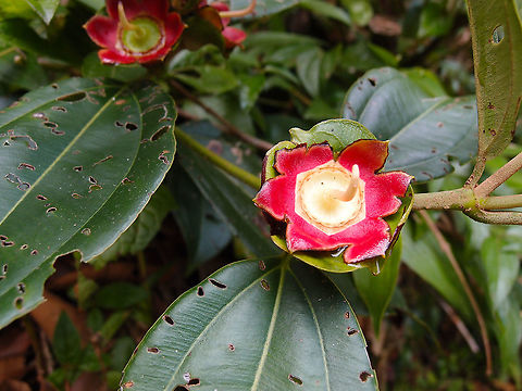 Blakea scarlatina Is a rare species of Melastomataceae seen in Arenal national park, Costa Rica. unfortunately the beautiful flowers had already lost their petals. Blakea scarlatina,Blakea scarlatina Almeda,Costa Rica,Geotagged,Spring