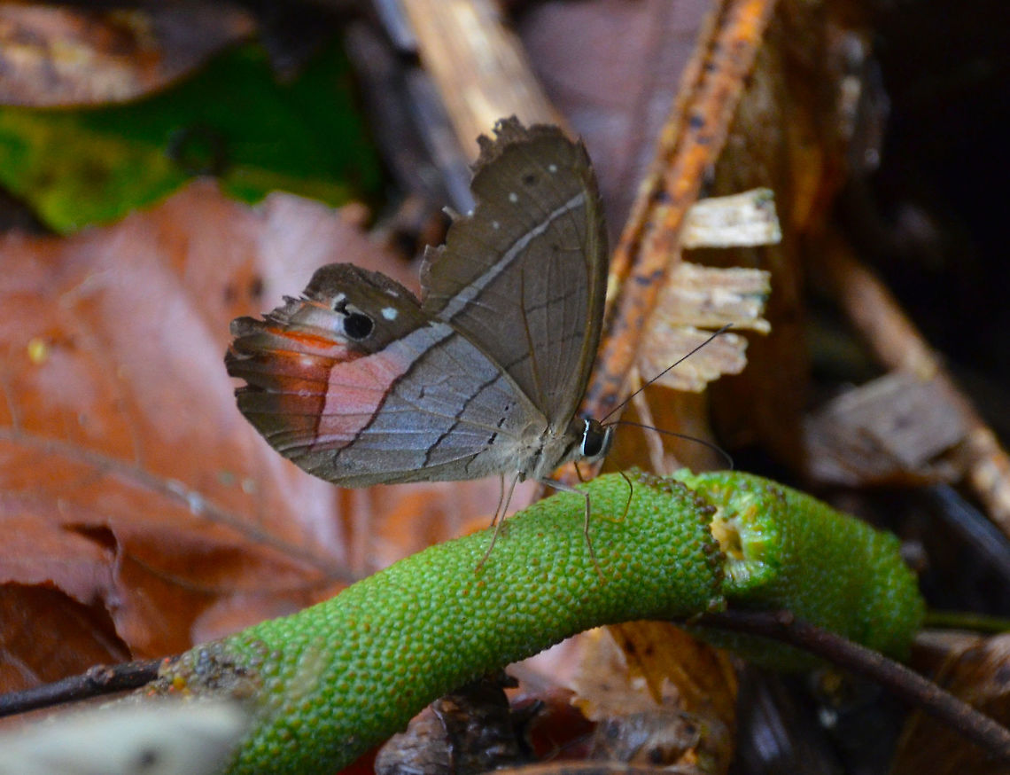 Red-washed Satyr - Pierella helvetia Arenal National Park, Costa Rica. Costa Rica,Geotagged,Pierella helvina,Red-washed Satyr,Spring