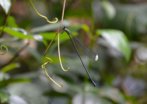 Ornate Helicopter - Mecistogaster_ornata_1 Arenal National Park, Costa Rica. Costa Rica,Geotagged,Mecistogaster ornata,Ornate Helicopter,Spring