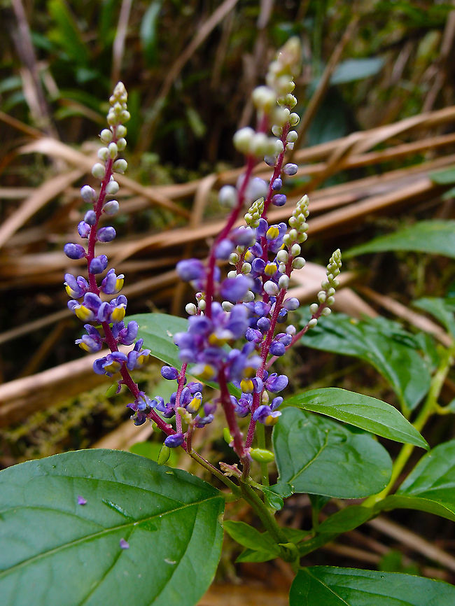 Monnina parasylvatica Arenal National Park, Costa Rica. Costa Rica,Geotagged,Monnina parasylvatica,Spring
