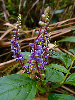 Monnina parasylvatica Arenal National Park, Costa Rica. Costa Rica,Geotagged,Monnina parasylvatica,Spring
