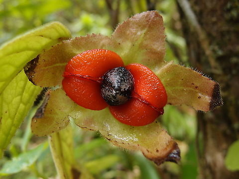 Drymonia serrulata Mature fruit. Arenal National park, Costa Rica. Costa Rica,Drymonia serrulata,Geotagged,Spring