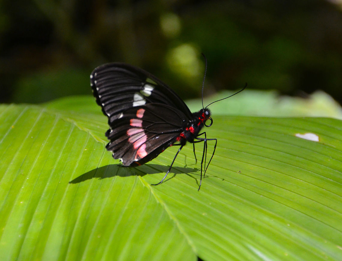 Iphidamas Cattleheart - Parides iphidamas  Costa Rica,Geotagged,Iphidamas Cattleheart,Parides iphidamas,Spring