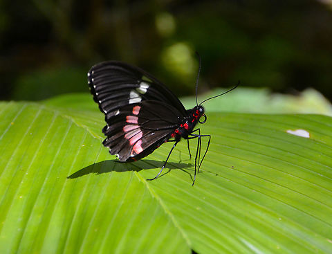 Iphidamas Cattleheart - Parides iphidamas  Costa Rica,Geotagged,Iphidamas Cattleheart,Parides iphidamas,Spring