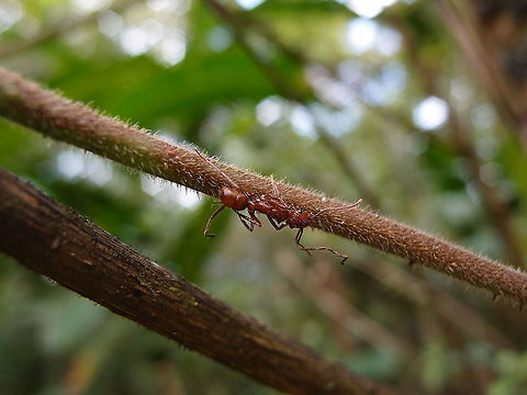 Ectatomma tuberculatum Arenal National Park, Costa Rica. Costa Rica,Ectatomma tuberculatum,Geotagged,Spring
