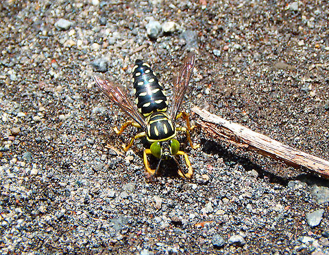 Predatory Sand Wasp - Stictia punctata Arenal National Park, Costa Rica. Costa Rica,Geotagged,Sand Wasp Stictia punctata,Spring,Stictia punctata
