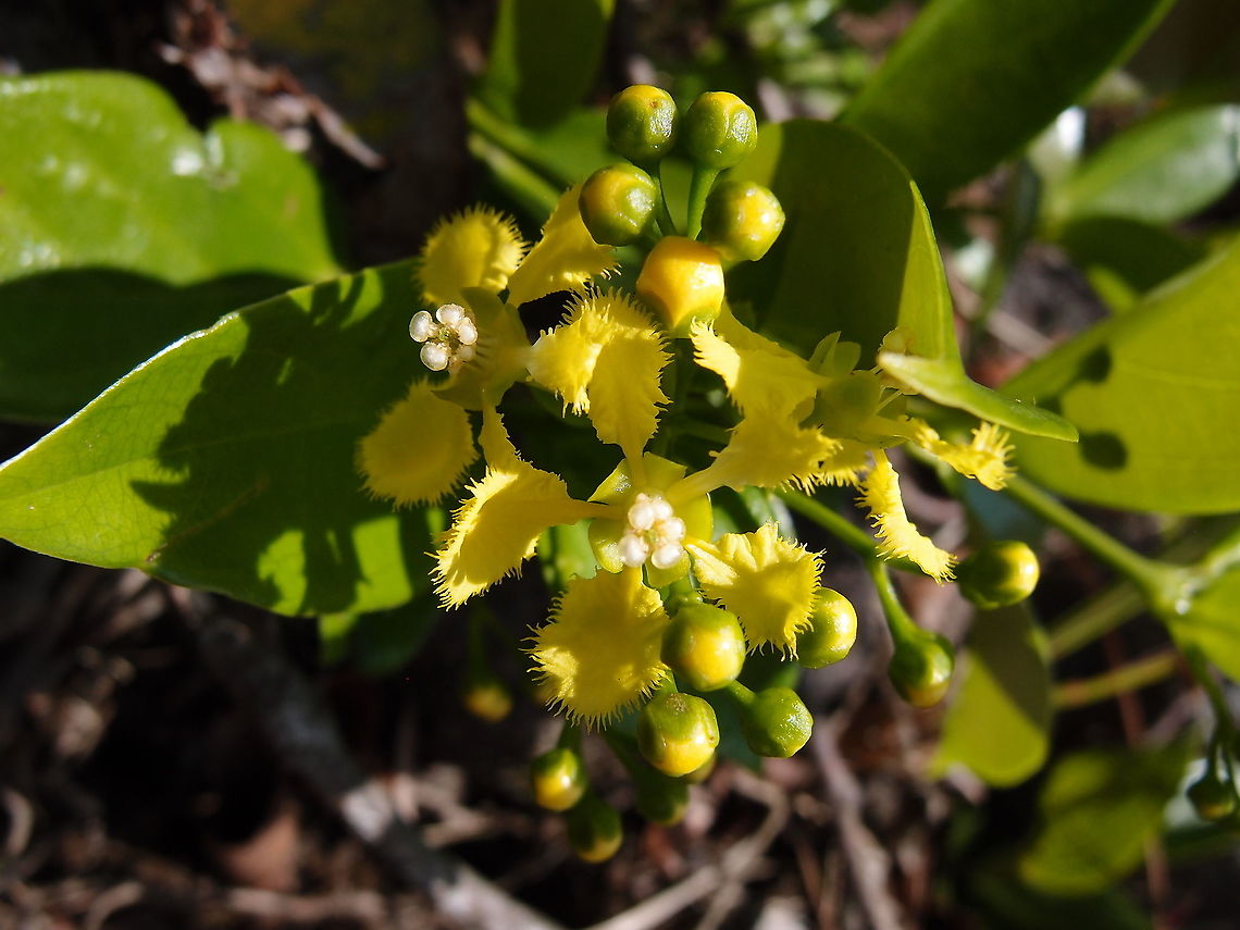 Butterfly Vine - Stigmaphyllon ellipticum Arenal National Park, Costa Rica. Butterfly Vine,Costa Rica,Geotagged,Spring,Stigmaphyllon ellipticum