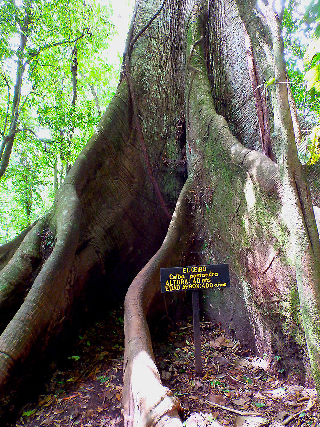 Ceiba pentandra Arenal National Park, Costa Rica. Ceiba pentandra,Costa Rica,Geotagged,Kapok,Spring
