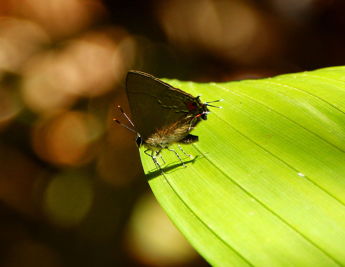 Hesperitis Groundstreak - Ziegleria hesperitis Arenal National Park, Costa Rica. Costa Rica,Geotagged,Hesperitis Groundstreak,Spring,Ziegleria hesperitis