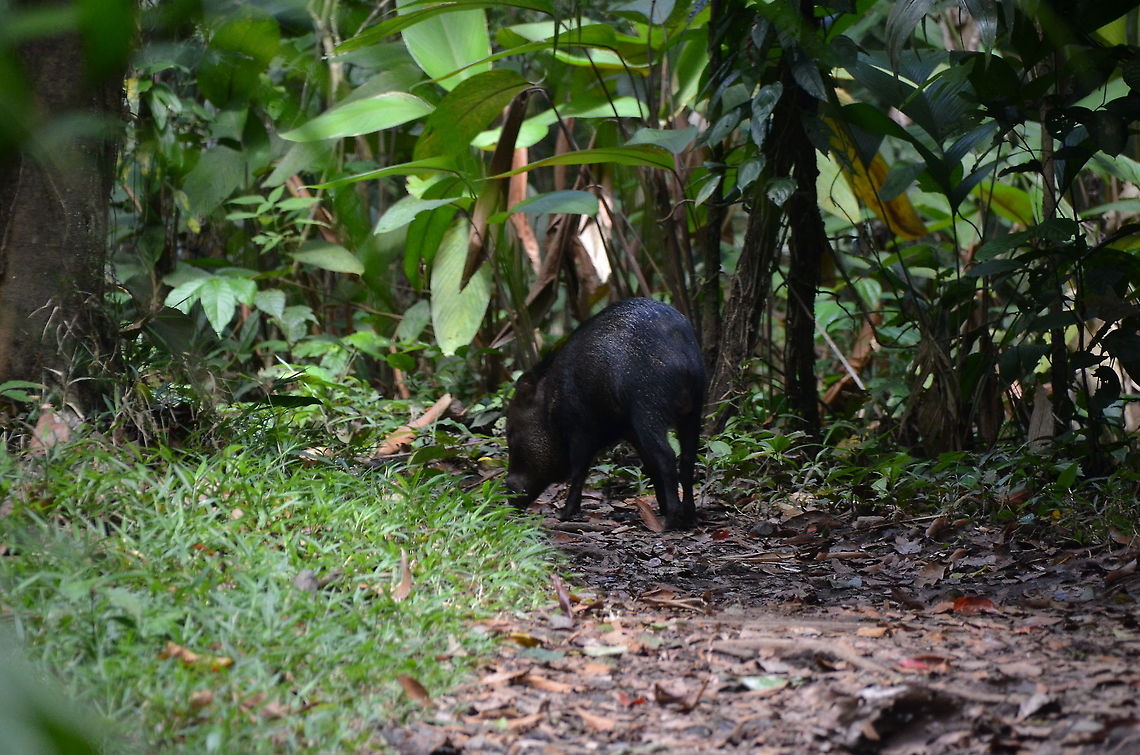 Collared peccary - Pecari tajacu Arenal National Park, Costa Rica. Collared peccary,Costa Rica,Geotagged,Pecari tajacu,Spring