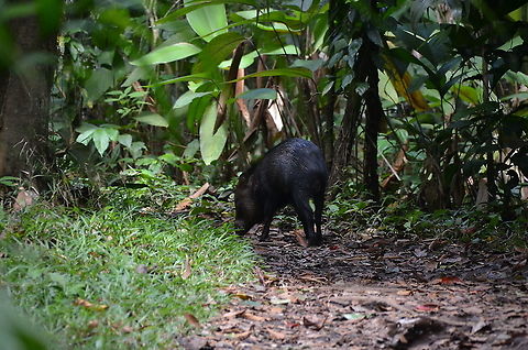 Collared peccary - Pecari tajacu Arenal National Park, Costa Rica. Collared peccary,Costa Rica,Geotagged,Pecari tajacu,Spring