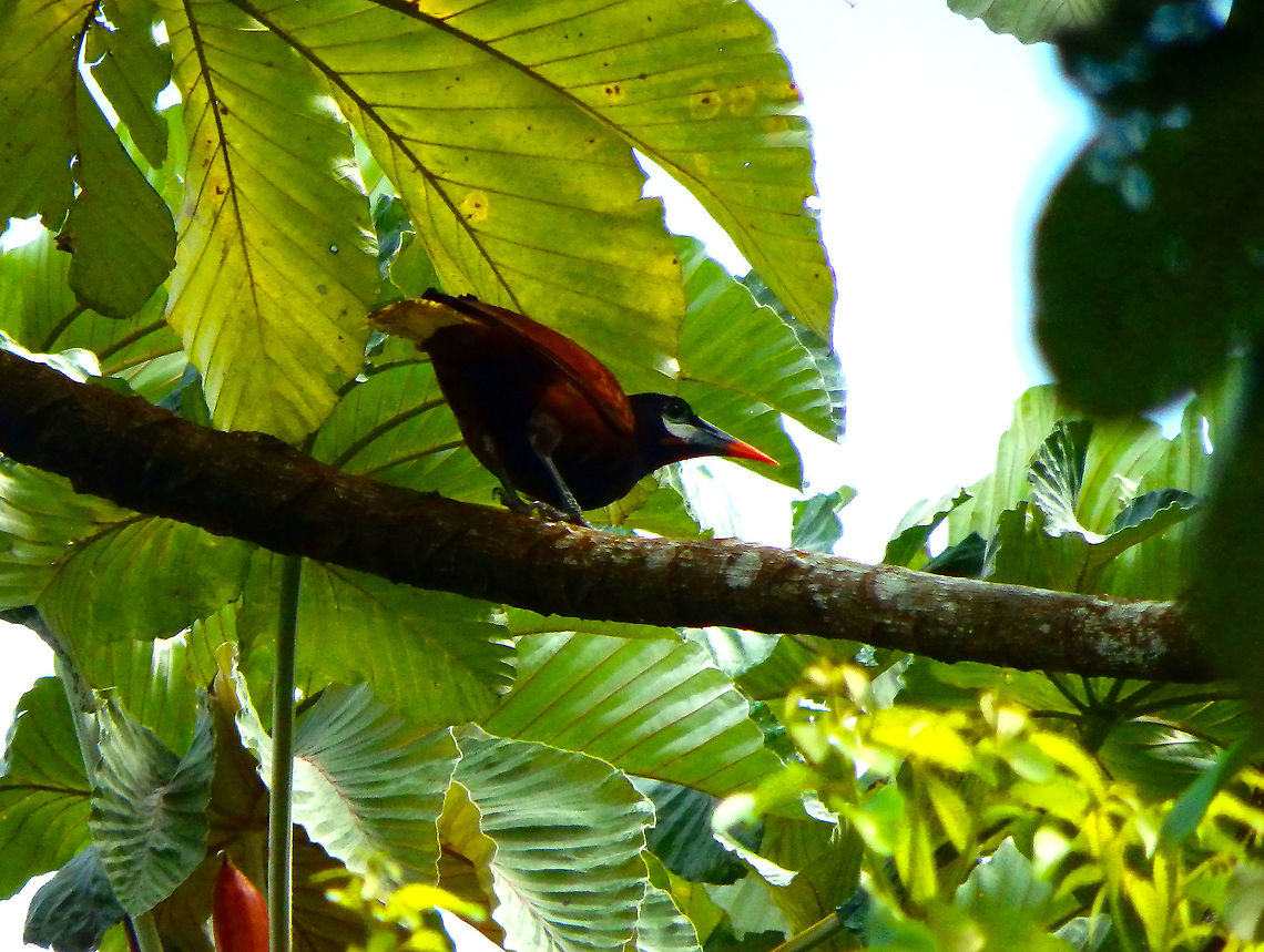Montezuma Oropendola - Psarocolius montezuma Arenal National Park, Costa Rica. Costa Rica,Geotagged,Montezuma Oropendola,Psarocolius montezuma,Spring
