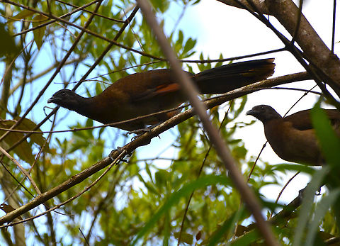 Grey-headed chachalaca - Ortalis cinereiceps Arenal National Park, Costa Rica. Costa Rica,Geotagged,Grey-headed chachalaca,Ortalis cinereiceps,Spring