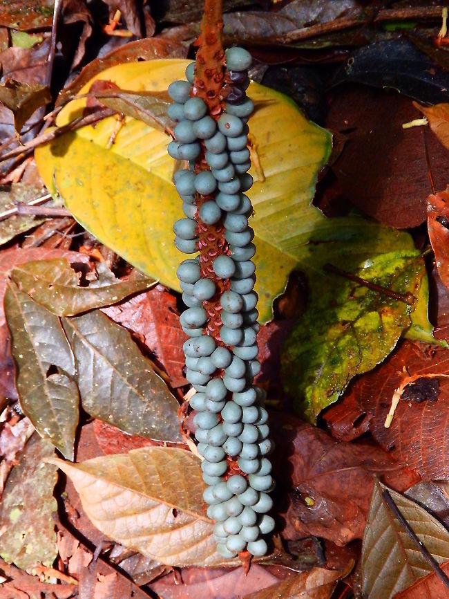 Coligallo palm - Calyptrogyne ghiesbreghtiana Arenal National Park, Costa Rica. Calyptrogyne ghiesbreghtiana,Coligallo palm,Costa Rica,Geotagged,Spring
