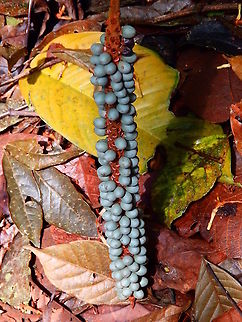 Coligallo palm - Calyptrogyne ghiesbreghtiana Arenal National Park, Costa Rica. Calyptrogyne ghiesbreghtiana,Coligallo palm,Costa Rica,Geotagged,Spring