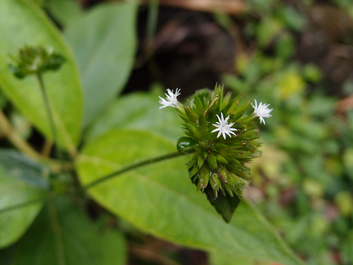 Elephantopus mollis Areanal NP, Costa Rica. Costa Rica,Elephantopus mollis,Geotagged,Spring