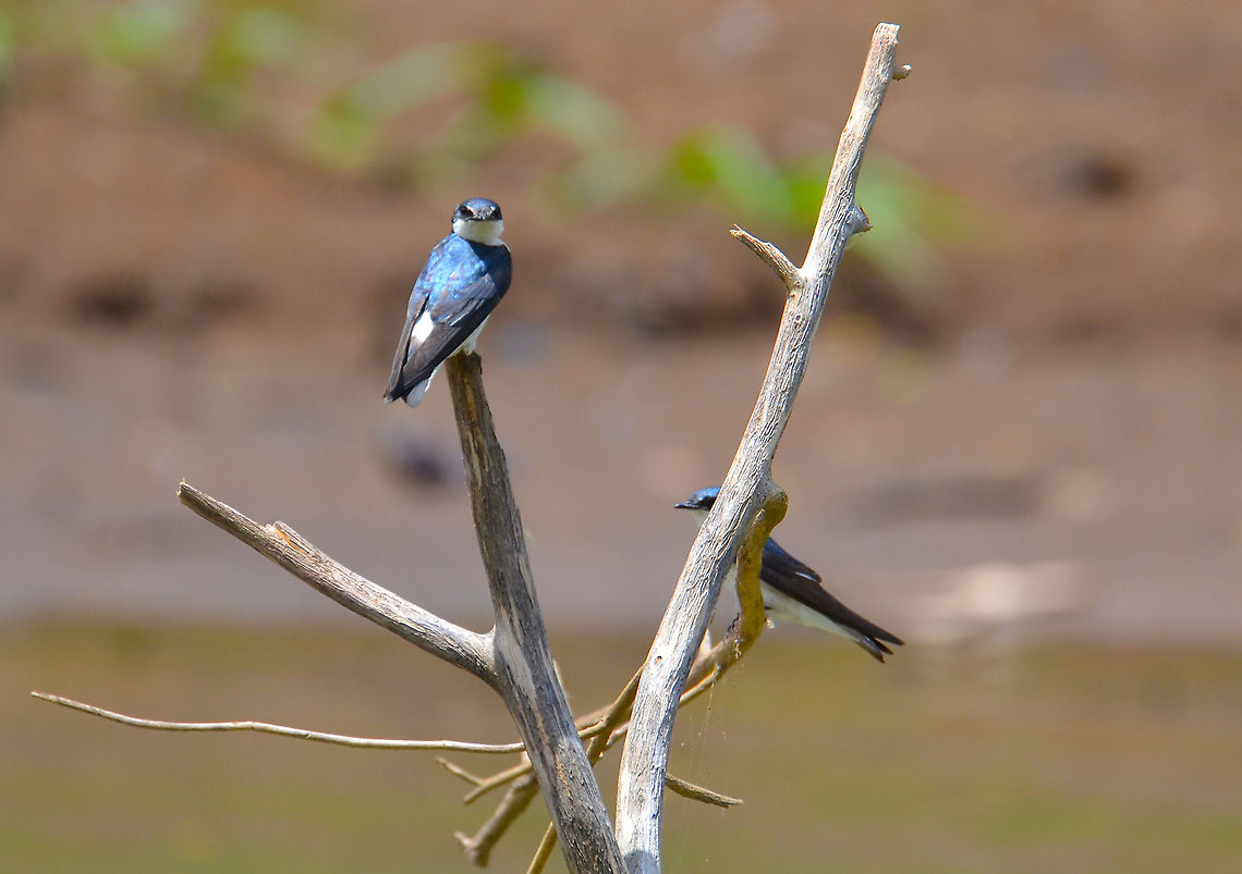 Mangrove Swallow - Tachycineta albilinea Ca&ntilde;o Negro, Costa Rica. Costa Rica,Geotagged,Mangrove Swallow,Spring,Tachycineta albilinea