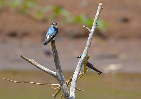 Mangrove Swallow - Tachycineta albilinea Caño Negro, Costa Rica. Costa Rica,Geotagged,Mangrove Swallow,Spring,Tachycineta albilinea