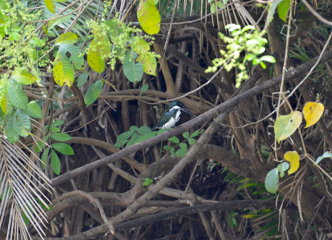 Amazon Kingfisher - Chloroceryle amazona Ca&ntilde;o Negro, Costa Rica. Amazon Kingfisher,Chloroceryle amazona,Costa Rica,Geotagged,Spring