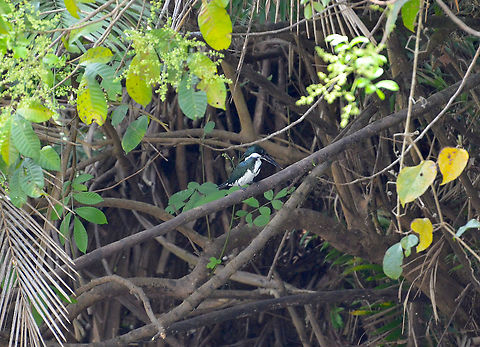 Amazon Kingfisher - Chloroceryle amazona Caño Negro, Costa Rica. Amazon Kingfisher,Chloroceryle amazona,Costa Rica,Geotagged,Spring