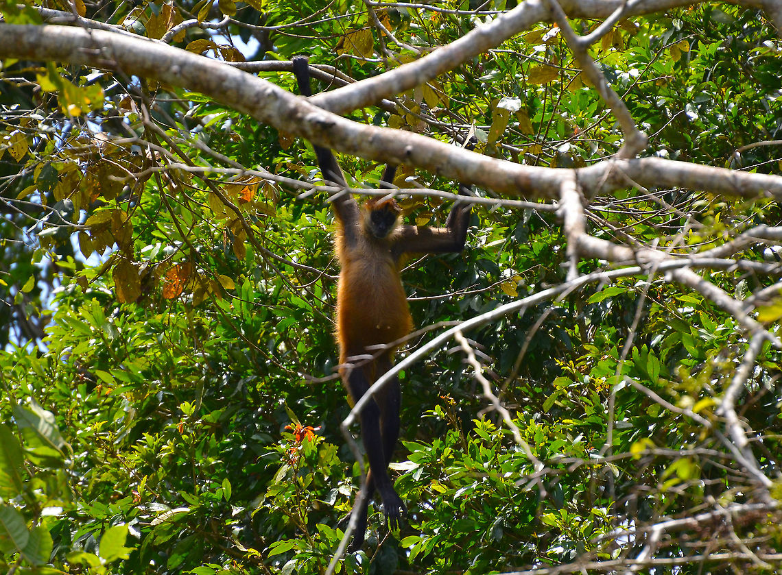 Geoffroys spider monkey - Ateles geoffroyi Ca&ntilde;o Negro, Costa Rica. Ateles geoffroyi,Costa Rica,Geoffroys spider monkey,Geotagged,Spring