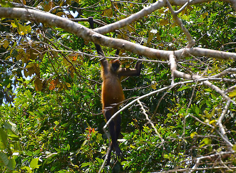 Geoffroys spider monkey - Ateles geoffroyi Caño Negro, Costa Rica. Ateles geoffroyi,Costa Rica,Geoffroys spider monkey,Geotagged,Spring