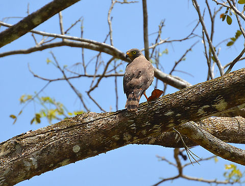 Roadside Hawk - Buteo magnirostris Ca&ntilde;o Negro, Costa Rica Buteo magnirostris,Costa Rica,Geotagged,Roadside Hawk,Spring