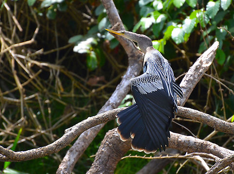 Anhinga anhinga Caño Negro, Costa Rica Anhinga,Anhinga anhinga,Costa Rica,Geotagged,Spring