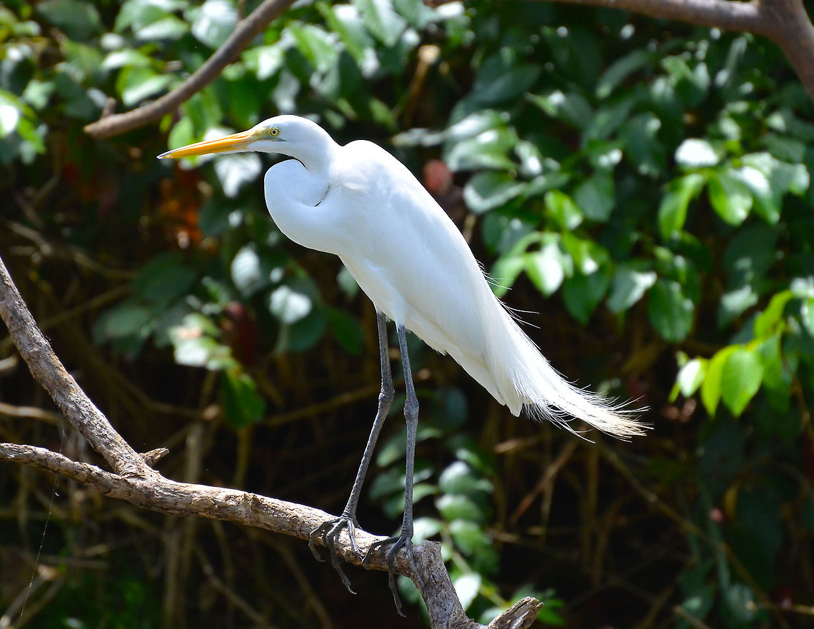Great egret - Ardea alba Ca&ntilde;o Negro, Costa Rica. Ardea alba,Costa Rica,Geotagged,Great egret,Spring