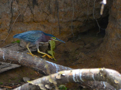 Green heron - Butorides virescens Caño Negro, Costa Rica Butorides virescens,Costa Rica,Geotagged,Green heron,Spring