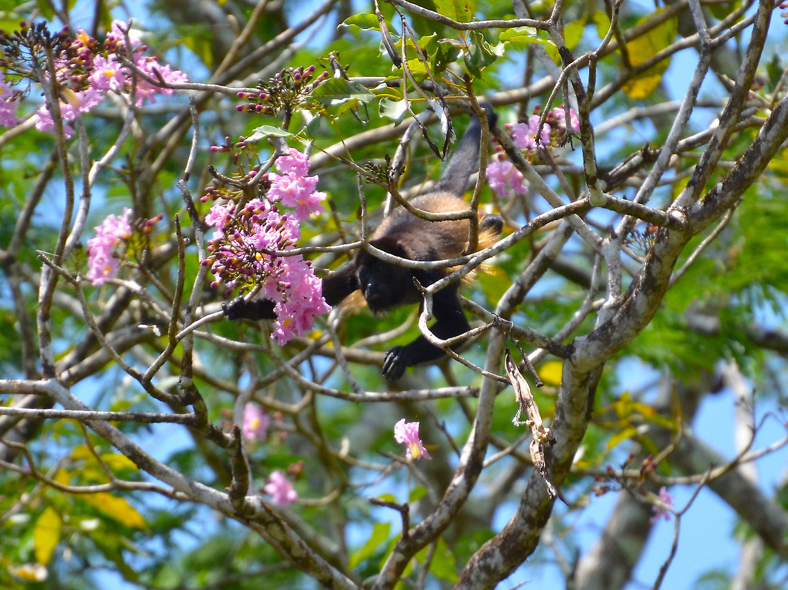 Mantled howler - Alouatta palliata Ca&ntilde;o Negro, Costa Rica. Alouatta palliata,Costa Rica,Geotagged,Mantled howler,Spring