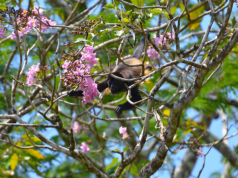 Mantled howler - Alouatta palliata Caño Negro, Costa Rica. Alouatta palliata,Costa Rica,Geotagged,Mantled howler,Spring