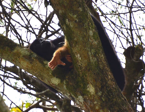 Mantled howler - Alouatta palliata This mother had an albino baby.
Caño Negro, Costa Rica. Alouatta palliata,Costa Rica,Geotagged,Mantled howler,Spring