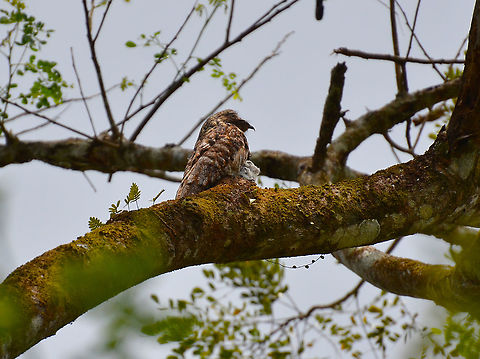 Great potoo - Nyctibius grandis Ca&ntilde;o Negro, Costa Rica. Costa Rica,Geotagged,Great potoo,Nyctibius grandis,Spring