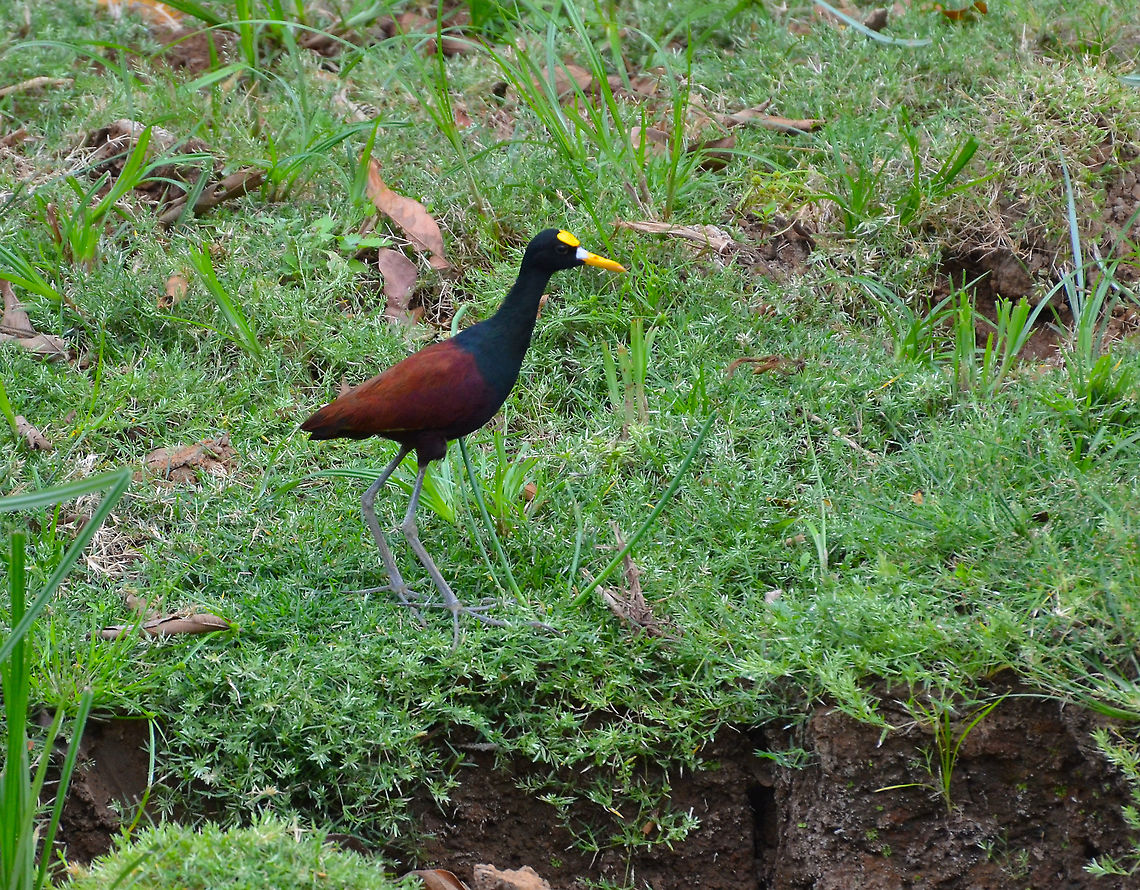 Northern Jacana - Jacana spinosa Ca&ntilde;o Negro, Costa Rica Costa Rica,Geotagged,Jacana spinosa,Northern Jacana,Spring