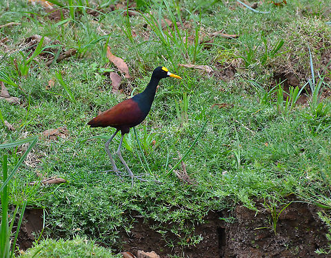 Northern Jacana - Jacana spinosa Caño Negro, Costa Rica Costa Rica,Geotagged,Jacana spinosa,Northern Jacana,Spring