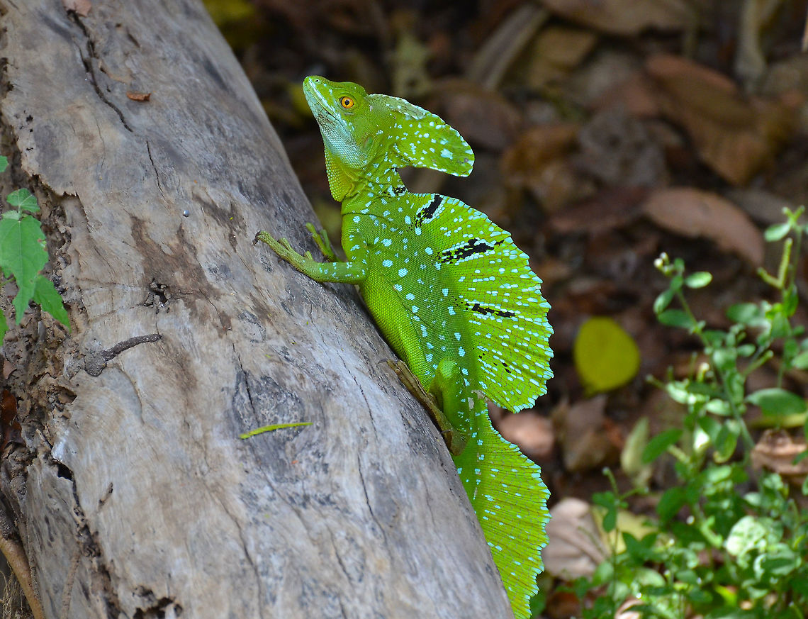 Plumed basilisk - Basiliscus plumifron Ca&ntilde;o Negro, Costa Rica. Basiliscus plumifrons,Costa Rica,Geotagged,Plumed basilisk,Spring