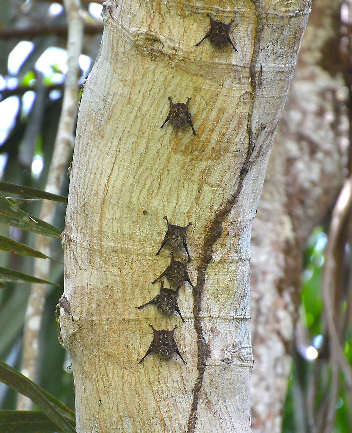 Proboscis bat - Rhynchonycteris naso Ca&ntilde;o Negro, Costa Rica Costa Rica,Geotagged,Proboscis bat,Rhynchonycteris naso,Spring