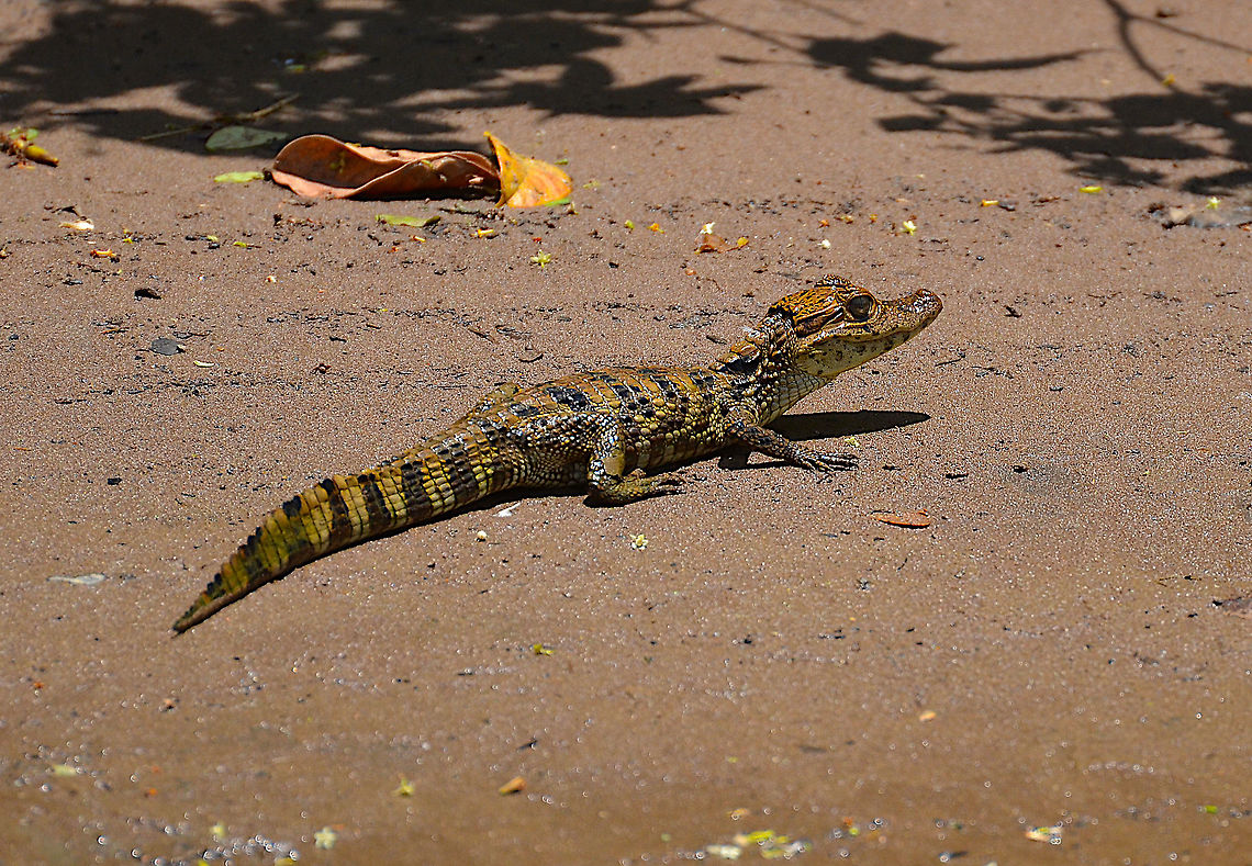 Spectacled caiman - Caiman crocodilus Ca&ntilde;o Negro, Costa Rica Caiman crocodilus,Costa Rica,Geotagged,Spectacled caiman,Spring