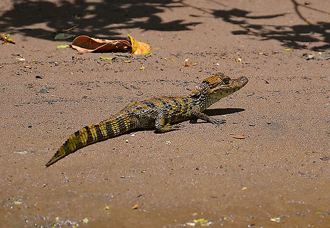 Spectacled caiman - Caiman crocodilus Caño Negro, Costa Rica Caiman crocodilus,Costa Rica,Geotagged,Spectacled caiman,Spring