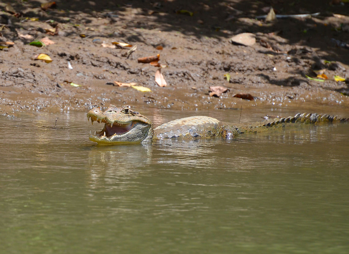 Spectacled caiman - Caiman crocodilus Ca&ntilde;o Negro, Costa Rica. Caiman crocodilus,Costa Rica,Geotagged,Spectacled caiman,Spring