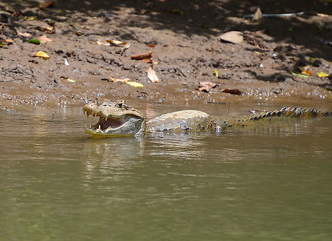 Spectacled caiman - Caiman crocodilus Caño Negro, Costa Rica. Caiman crocodilus,Costa Rica,Geotagged,Spectacled caiman,Spring