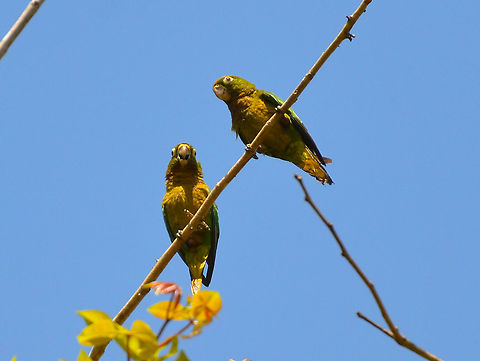 Olive-throated parakeet - Eupsittula (Aratinga) nana Ca&ntilde;o Negro, Costa Rica Costa Rica,Eupsittula nana,Geotagged,Olive-throated parakeet,Spring
