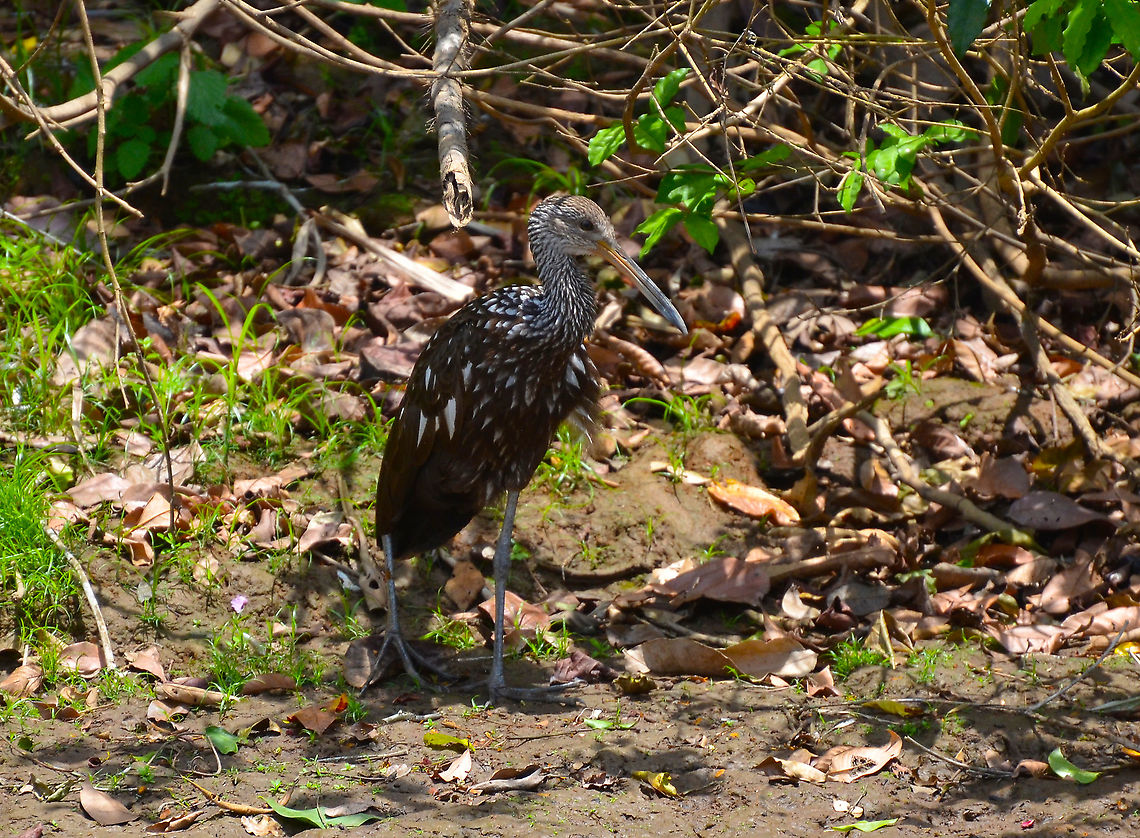 Limpkin - Aramus guarauna Ca&ntilde;o Negro, Costa Rica. Aramus guarauna,Costa Rica,Geotagged,Limpkin,Spring