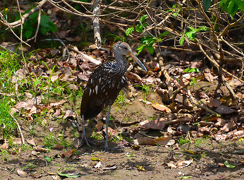 Limpkin - Aramus guarauna Caño Negro, Costa Rica. Aramus guarauna,Costa Rica,Geotagged,Limpkin,Spring