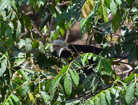 White-headed capuchin - Cebus capucinus Caño Negro, Costa Rica. Cebus capucinus,Costa Rica,Geotagged,Spring,White-headed capuchin