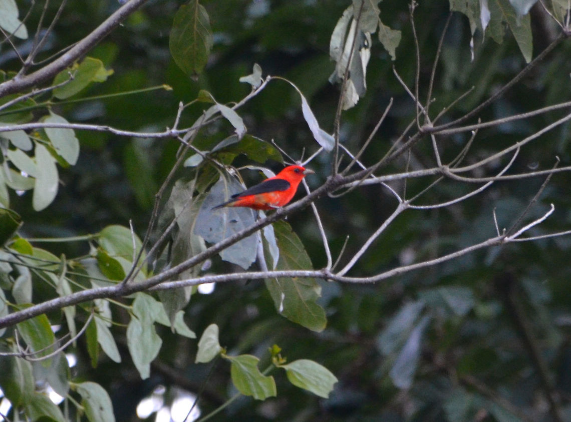 Scarlet tanager - Piranga olivacea Area of fields and forest between La Fortuna and Cerro Chato, Costa Rica. Costa Rica,Geotagged,Piranga olivacea,Scarlet tanager,Spring